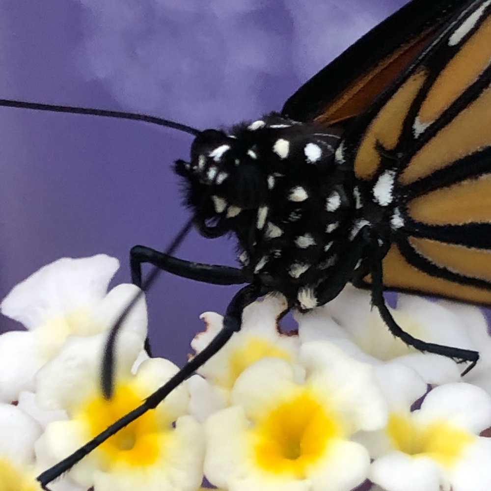 Meet your Posher, Tracy